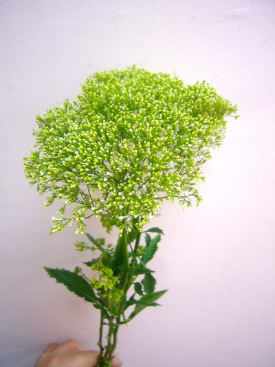 ユウギリソウ シロ