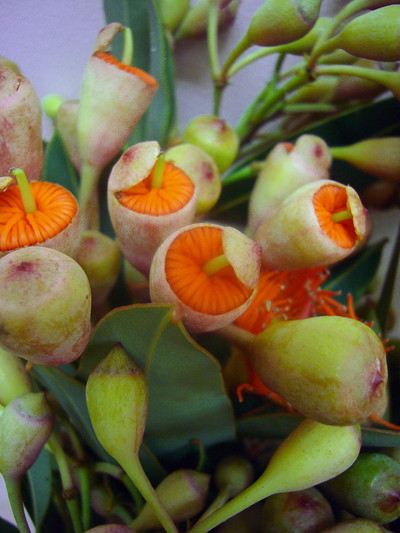 エリシフォリア