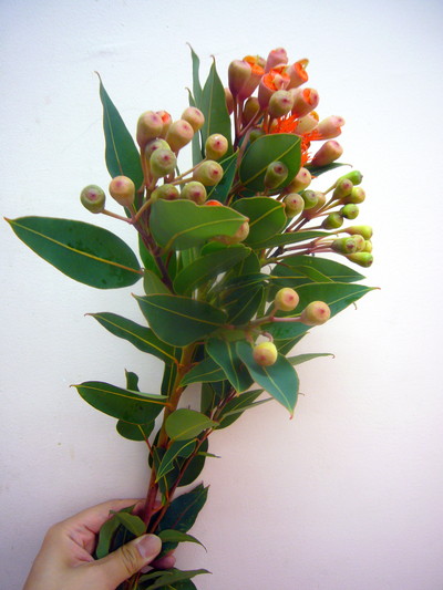 エリシフォリア