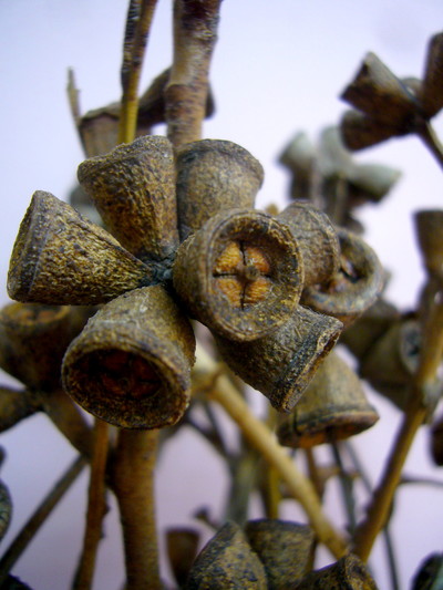 ロブスター アキイロ