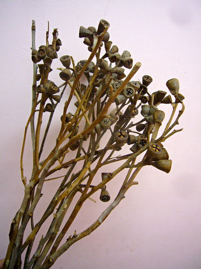 ロブスター アキイロ