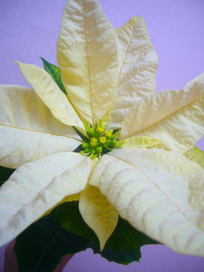 ジェスターホワイト