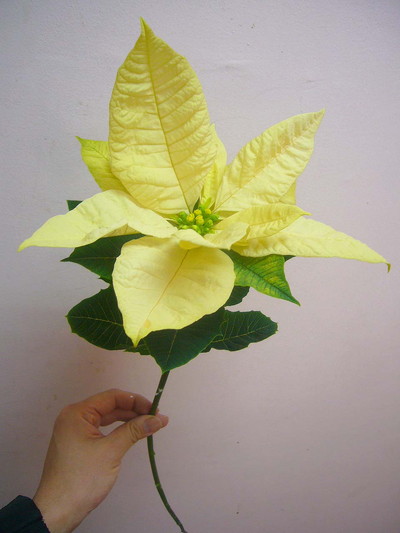 ジェスターホワイト