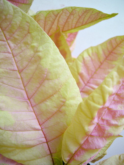 ジェスターマーブル