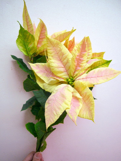 ジェスターマーブル