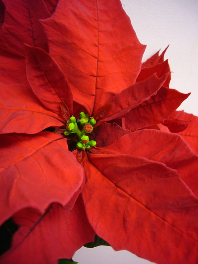 ジェスターレッド