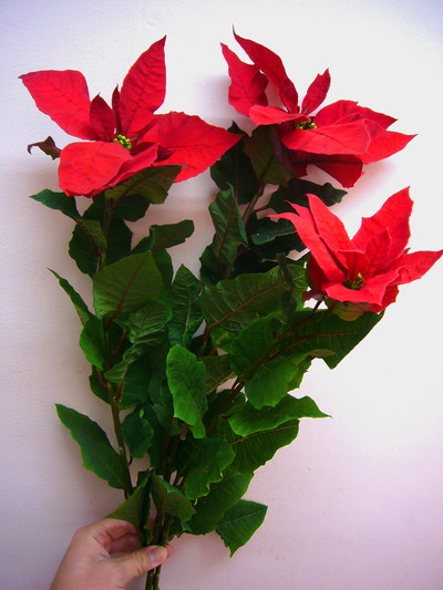 ジェスターレッド