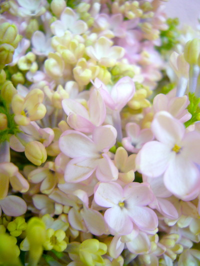 メイデンズブラッシュ