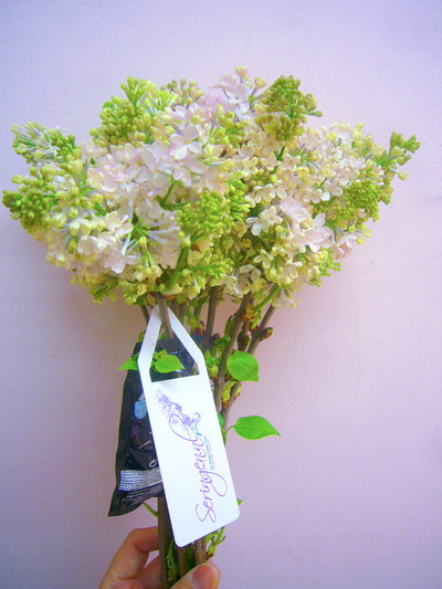 メイデンズブラッシュ