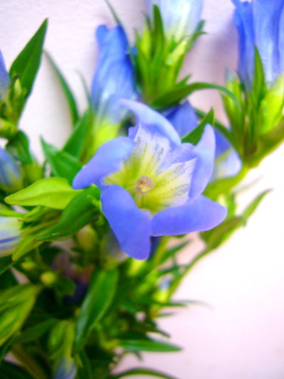 NHブルーハピネス