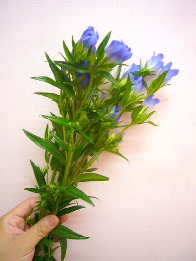 NHブルーハピネス