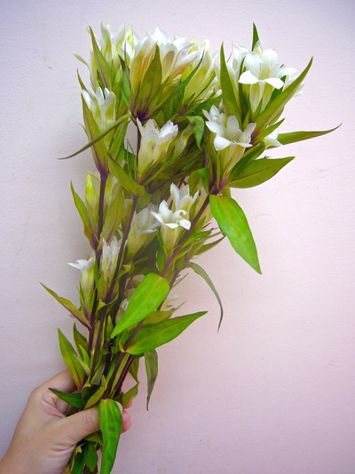 オータムブライダル