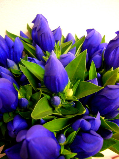 スカイブルー（しなの3号）