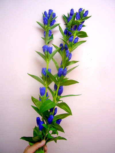 スカイブルー（しなの3号）