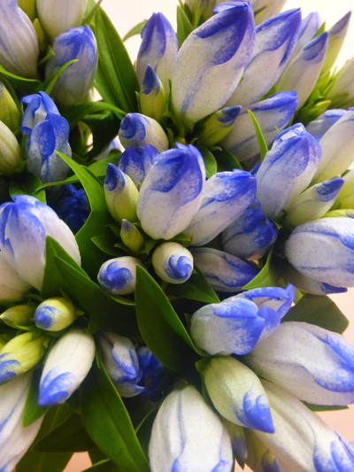 マイファンタジー