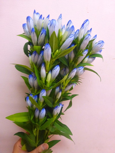 マイファンタジー