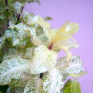 P.アイリーンパターソン