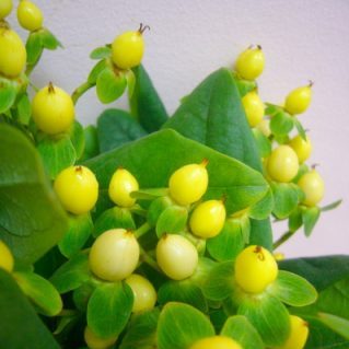 アイボリーフレア