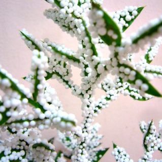 アクレアツス（吹き付け）