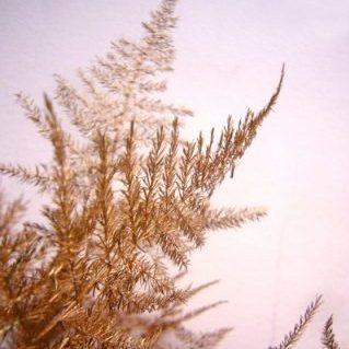 アスパラPコッパー