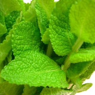 アップルミント