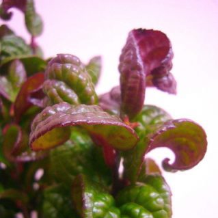 アメリカイワナンテン