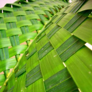 アレカヤシ（編み込み）