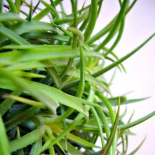 イオナンタクランプ