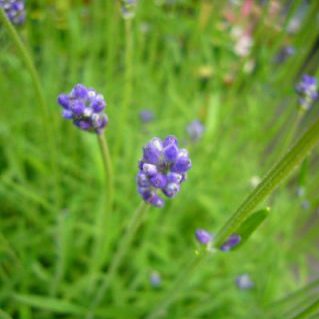 イングリッシュラベンダー