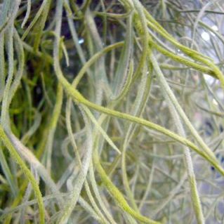 ウスネオイデス