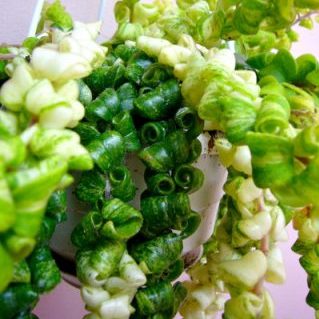 エスキナンサス