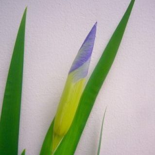 オクラレルカ　ハナツキ