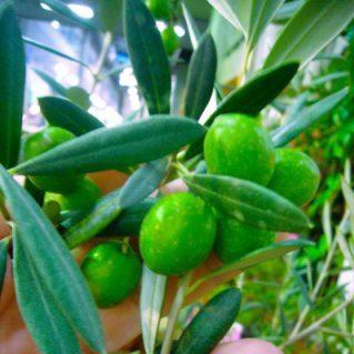オリーブ マンザニロ