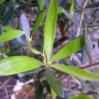 オリーブ　創樹園 玉づくり