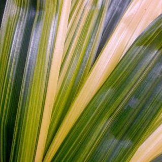 カンノンチクの葉