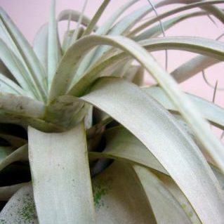 キセログラフィカ