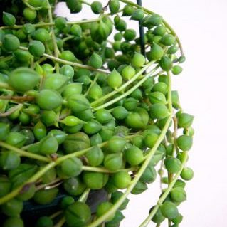 グリーンネックレス