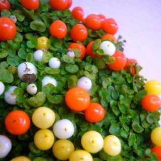 コケサンゴ ミネストローネ