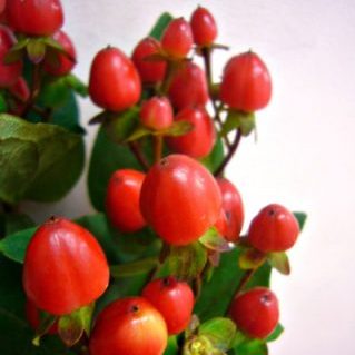 ココパラディソ