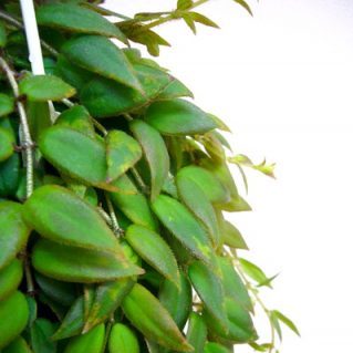 コルムネア アルグタ