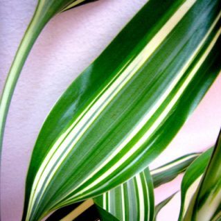 サンデリアーナ　ビクトリー