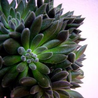 シノクラッスラ ユンナネンシス