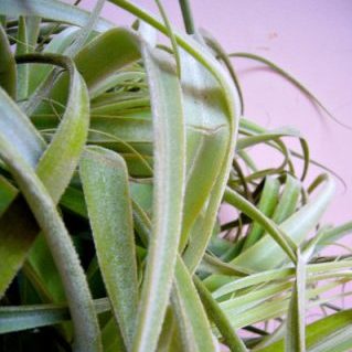 ストラミネア3XL