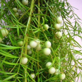 スプリングゲリー