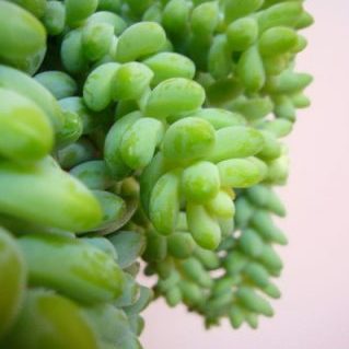 セダム ブリット