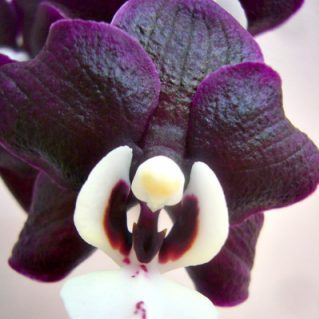 チョコレートディスコ