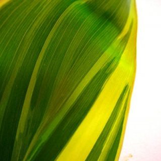 ティーリーフ 斑入り