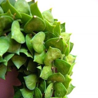 ディスキディア ハート仕立て