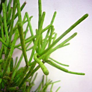 ネベスアルモンディ