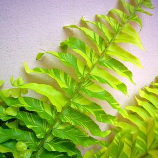 ハッピーマーブル